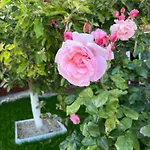 Homestay Casa Luca 2 Vama Veche