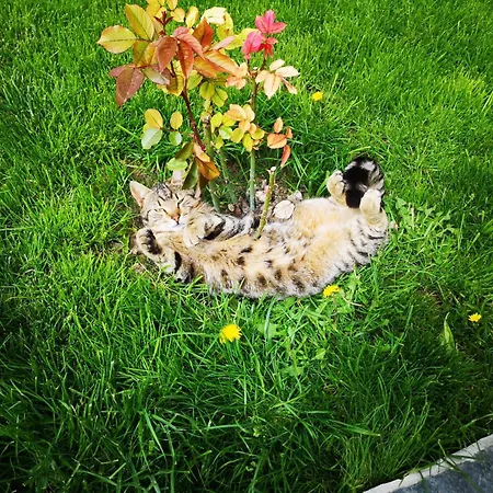 Privatunterkunft Casa Luca 2 Vama Veche