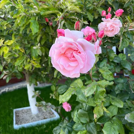 Gazde/Camere de închiriat Casa Luca 2 Vama Veche