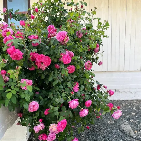 Casa Luca 2 Gazde/Camere de închiriat *