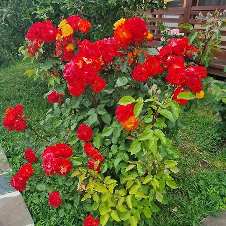 Casa Luca 2 Проживание в семье